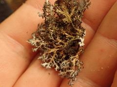 Sticta dendroides