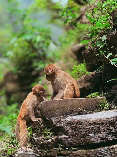 Rhesus Macaque