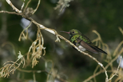 Riccordia swainsonii