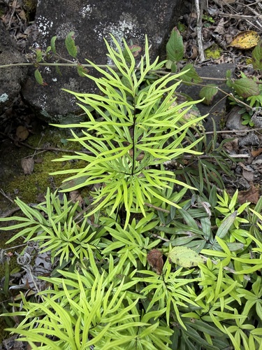 Doryopteris decora observed 2026-06-04