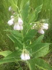 Symphytum