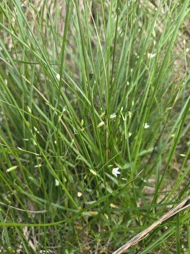 highland rush
