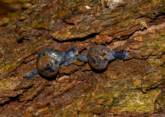 Macrochlamys superlita