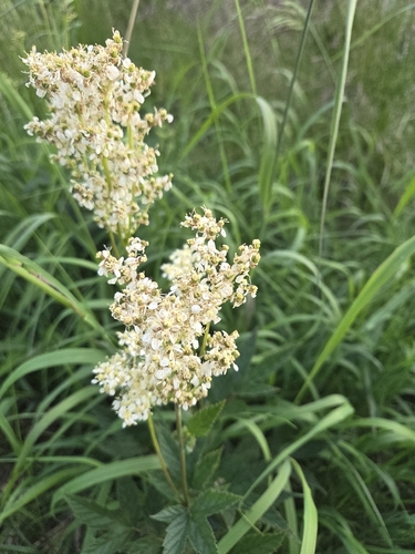 Meadowsweet