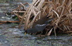 Paragallinula angulata