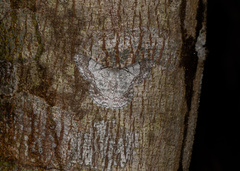 Pingasa rubimontana