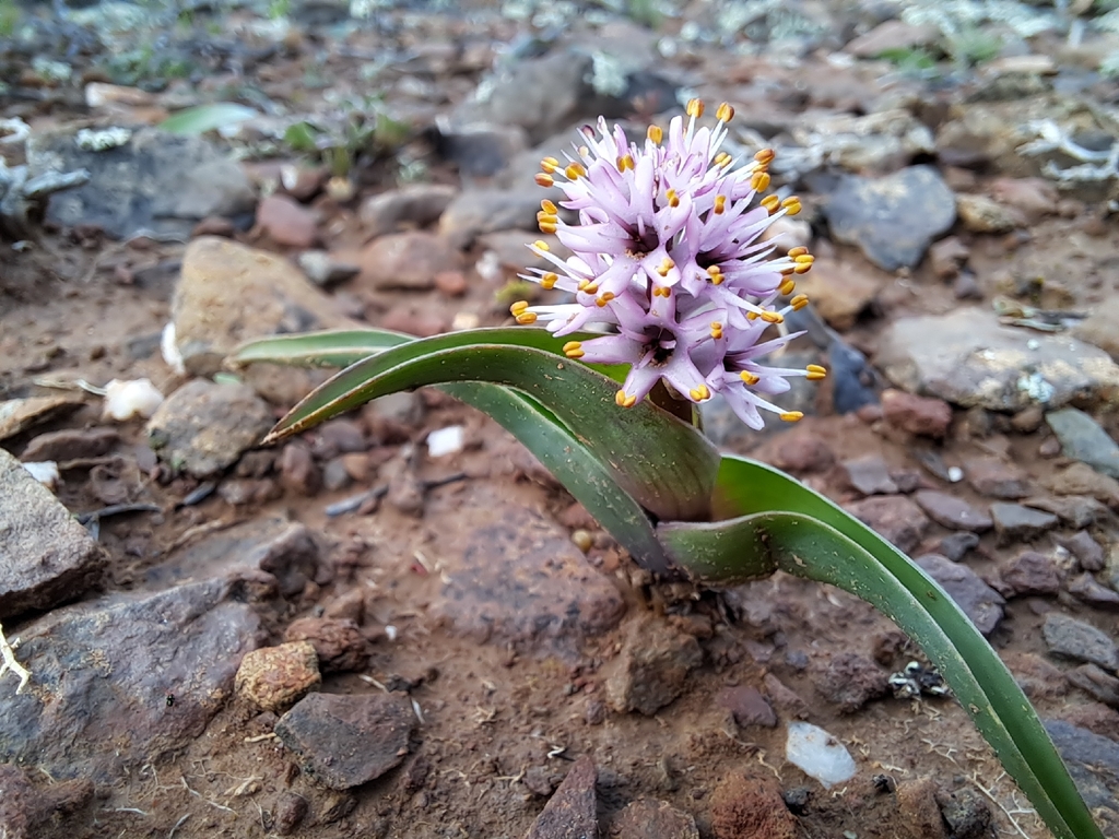 Wurmbea compacta