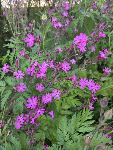 red campion