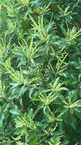 Pieris floribunda, photograph 6
