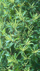 Pieris floribunda, photograph author not stated, no rights reserved