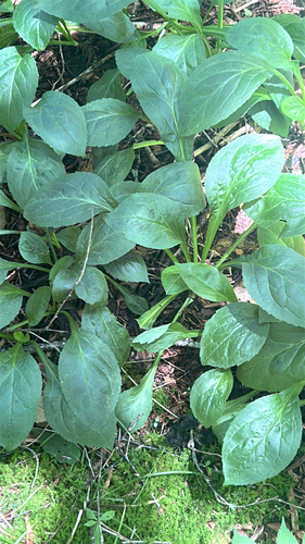 Solidago glomerata, photograph 1