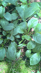 author not stated, no rights reserved Solidago glomerata, photograph author not stated, no rights reserved