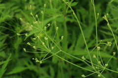 Saposhnikovia divaricata