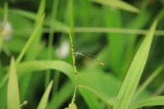 Agriocnemis femina oryzae