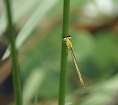 Agriocnemis kalinga