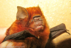 Hipposideros ruber