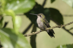 Riccordia swainsonii