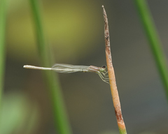 Agriocnemis lacteola