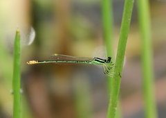Agriocnemis kalinga