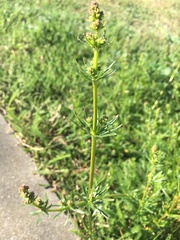 Galium album