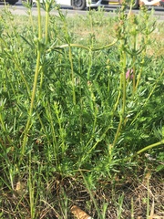 Galium album