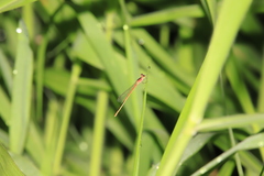 Agriocnemis femina oryzae