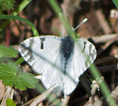 Euchloe ausonia