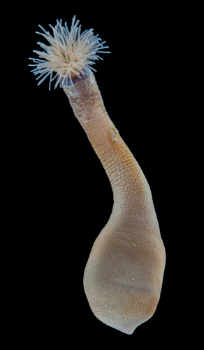 Themiste lageniformis observed 2009-11-11