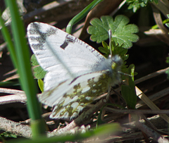 Euchloe ausonia