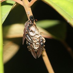 Polistes apicalis
