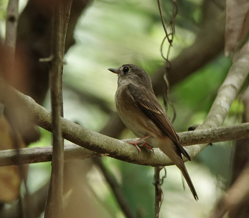 Brown-breasted Flycatcher (Muscicapa muttui), photo 6