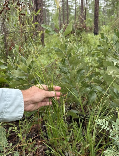 Dichanthelium angustifolium, 2026-07-14
