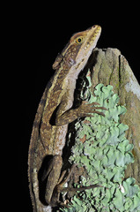 Basiliscus vittatus