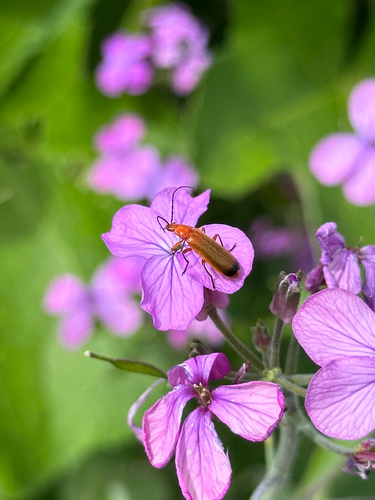 Common Red Soldier Beetle