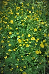 Ranunculus lanuginosus