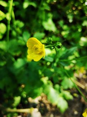 Ranunculus lanuginosus