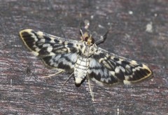 Rhimphalea sceletalis