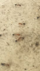 Trichomyrmex