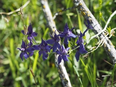 Delphinium hesperium