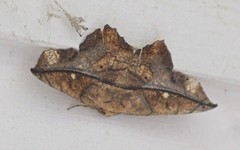 Polyacme dissimilis