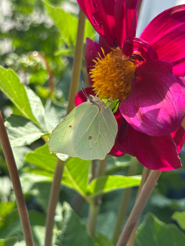 Common Brimstone