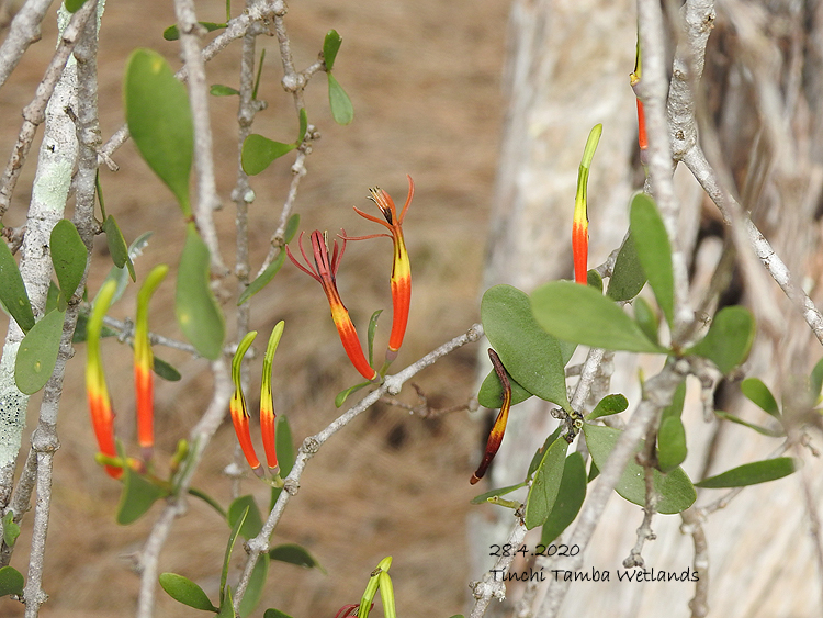 Estuarine Mistletoe