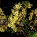 Pseudocyphellaria clathrata - Photo (c) Sally Adam,  זכויות יוצרים חלקיות (CC BY-NC), הועלה על ידי Sally Adam