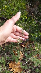 Vicia peregrina
