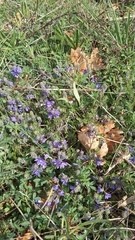 Veronica capsellicarpa