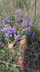 Veronica capsellicarpa