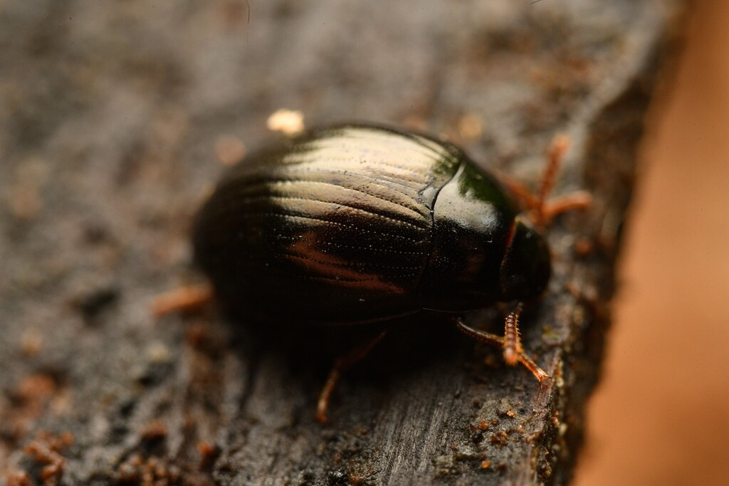 Platydema tristis