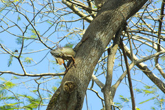 Iguana iguana