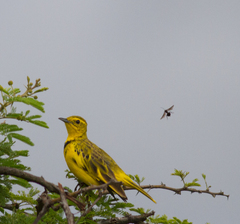 Tmetothylacus tenellus