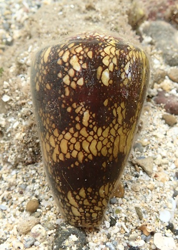 Conus leviteni observed 2026-07-14